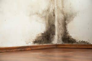 Black mold buildup spreading across the corner of a white wall above a wooden baseboard and floor.